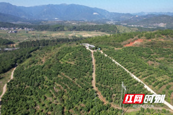 临武武水镇太和村：“柚”见乡村振兴好光景