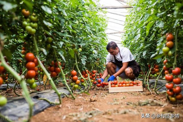 牛粪冷、马粪热，羊粪种啥也不错，冬前把地翻，来年蔬菜长得欢