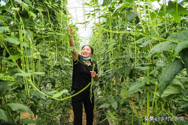 种植四季豆、架豆、长豇豆，这四个高产方法，能让豆荚结满架