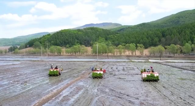 插秧进入高峰期，通化市今年计划完成水稻种植面积72.8万亩