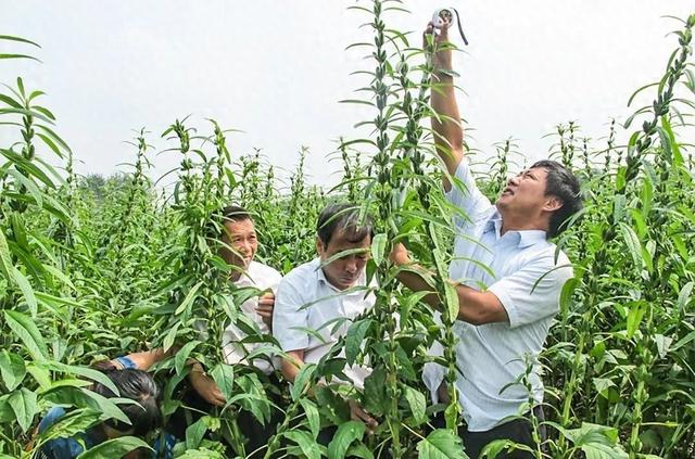 芝麻和土豆的高产种植管理技术，总结全面又实用，看完赶紧收藏