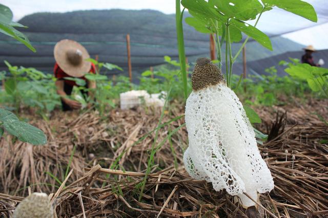 竹荪，被誉为“真菌皇后”，有一种野生黄竹荪，非常漂亮却不能吃