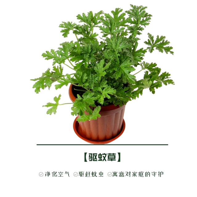 推荐8种驱蚊绿植，夏天减少蚊虫叮咬