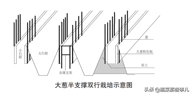 大葱怎么实现免培土？几块软板就能轻松搞定