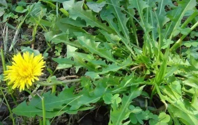 【春城秀】乡野间“馋人”野菜，浓浓“春”的味道