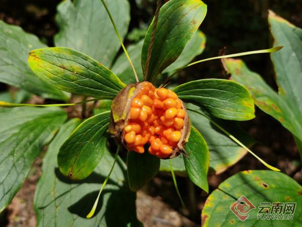 云南凤庆：林下种植中草药 乡村振兴有“良方”