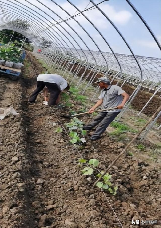 阳光玫瑰葡萄种植技术，丰产秘籍大揭秘