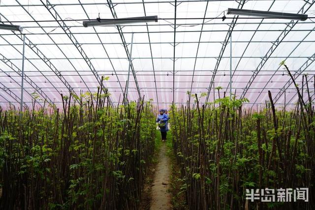 春日寻鲜｜大棚椿意闹，稚芽早争俏！这里的香椿从元旦前就开始采摘