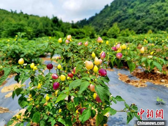 广西五彩椒丰收 从田间装饰品变身百万致富产业