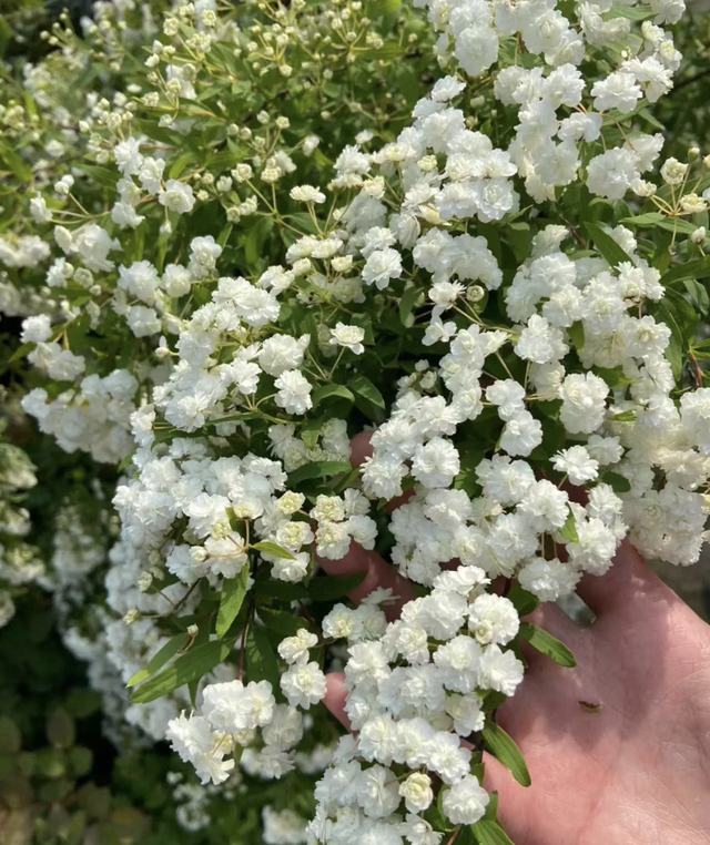 5种北方花，南方养不活，北方烂大街！冬天冻不死，呼呼喷雪花！