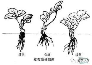 在家种草莓的方法，太简单了