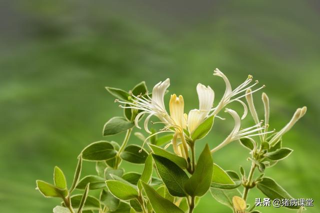 林下套种中草药的栽培方法与技术