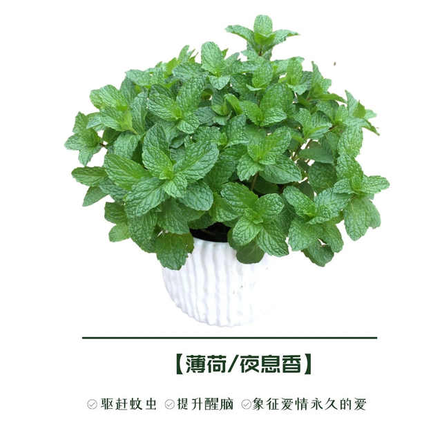 推荐8种驱蚊绿植，夏天减少蚊虫叮咬