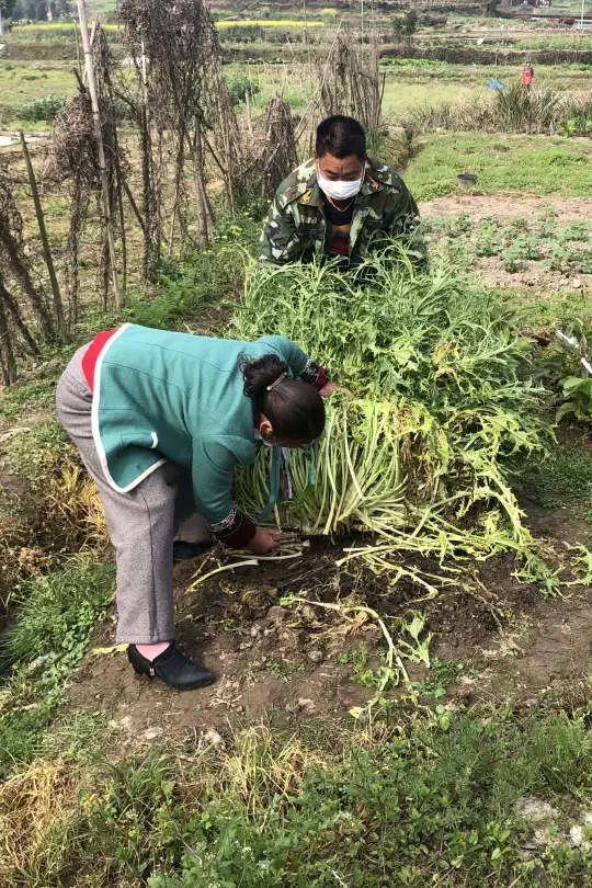 单株重达53.5斤，今年的“芥菜王”来啦，快来看长啥样