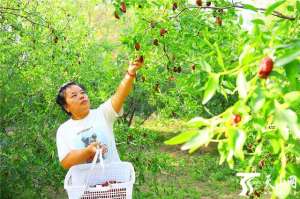 2014全国红枣种植面积(托克逊的红枣熟了)