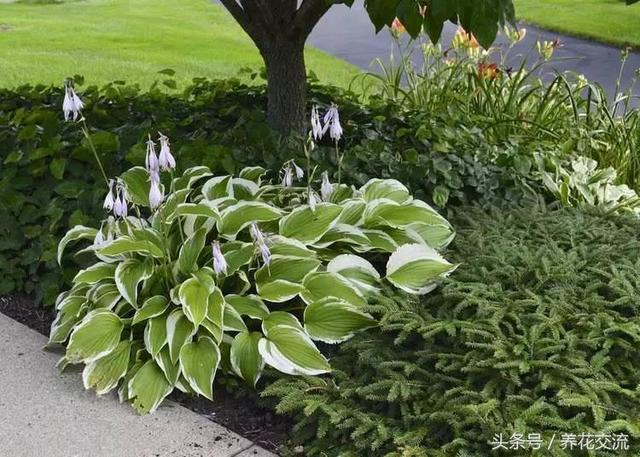 院子的风水植物怎么种，你知道哪些风水植物呢？