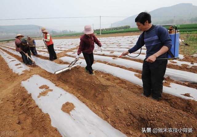 花生覆膜种植能高产，但在覆膜管理上要重点抓好这4点