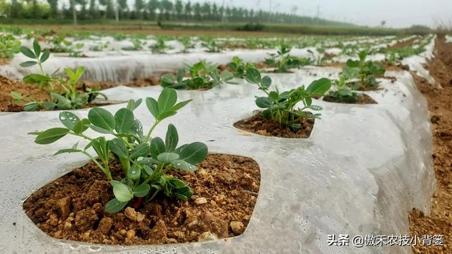 花生覆膜种植能高产，但在覆膜管理上要重点抓好这4点