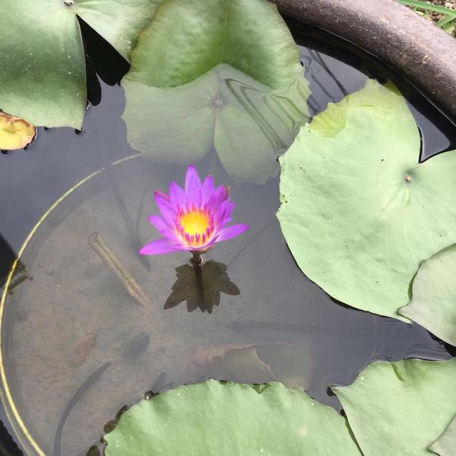 想繁殖睡莲可用到这两种简单的方法，给足光照，养水缸里也可开花