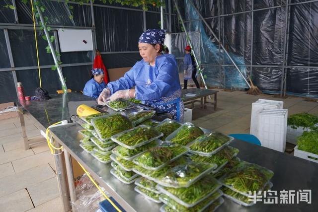 春日寻鲜｜大棚椿意闹，稚芽早争俏！这里的香椿从元旦前就开始采摘