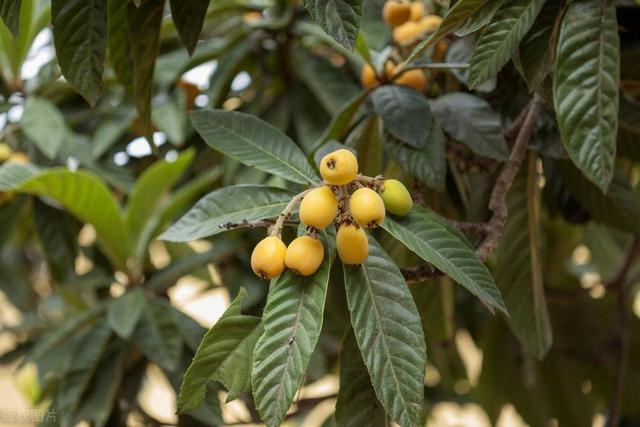 院子里的枇杷树，枝繁叶茂硕果累累，是怎么种出来的？