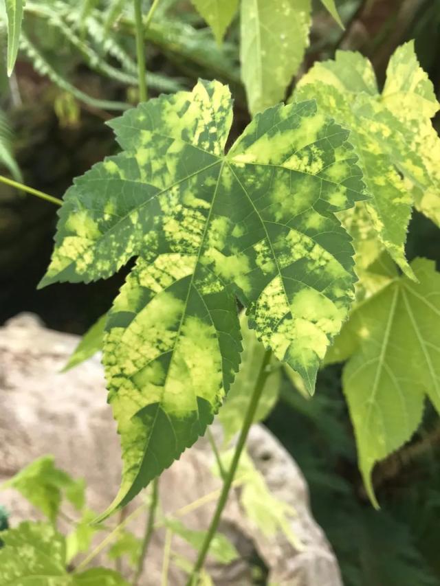 盆栽地栽可以长得很好的5种灌木花卉，冬春时节真少不了这些花