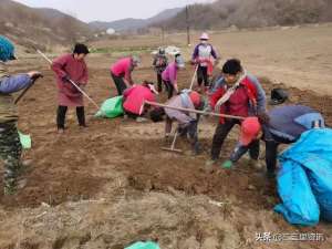 辽宁中药种植基地(宽甸满族自治县虎山镇南岭外村荒地变良田，中药材鼓起南岭外村村集体和村民“腰包”)