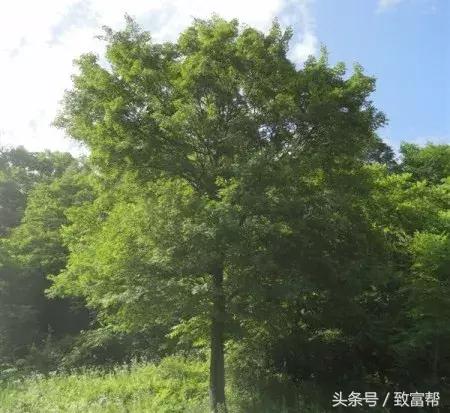 废柴上开出致富花！种植这种树，村民一年四季都收入满满！