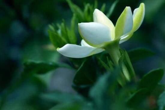 栀子花怎么繁殖，栀子花五大繁殖方法