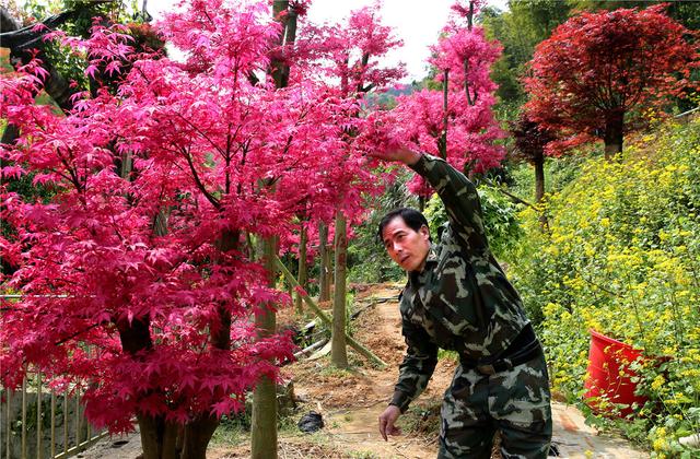 桂林：中国梦追梦人｜种植红枫闯出致富路的陈立桥