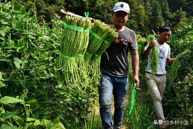 豆角怎么种产量高？老农教你6个技巧，结果一茬接一茬，产量倍增