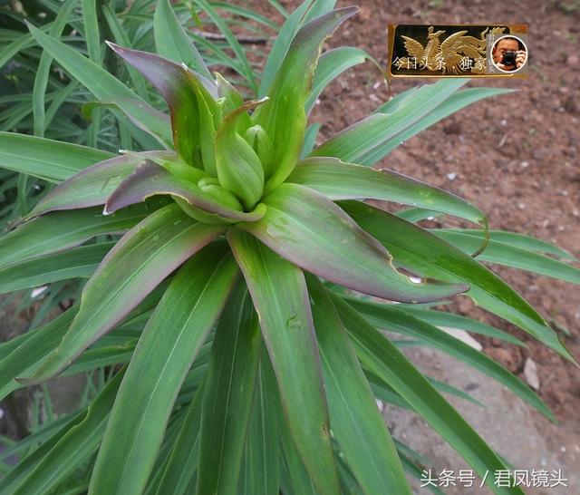 湖北宜昌：乡村，农家庭院种植百合做观赏植物！百合入药润肺止咳