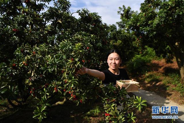 重庆万州：燕山杨梅熟了