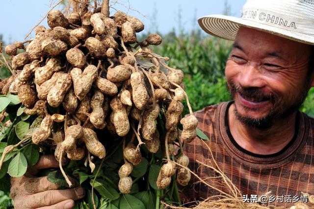 种植花生掌握这几招，果实饱满又高产，是农民丰收的希望