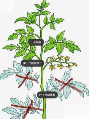 种植西红柿打叉视频(西红柿打叉的关键要点：记住这几点，长势好，产量高)