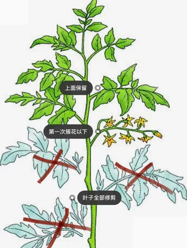 西红柿打叉的关键要点：记住这几点，长势好，产量高