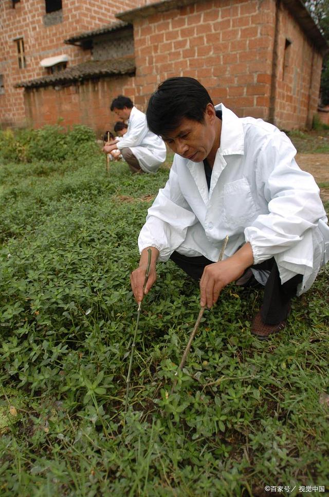 中药材的种植技术