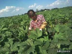 秋葵什么时候种植(蔬菜之“王”，秋葵种植正当时)