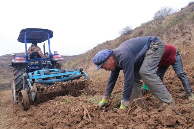 定西通渭：万亩黄芪采收忙 药香飘满致富路