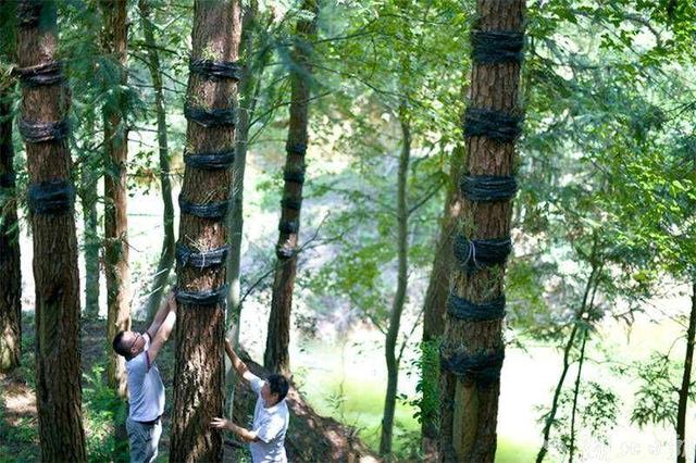 通城：国土绿化提升绿水青山“颜”“值”