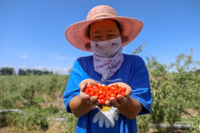 新疆精河：头茬枸杞采摘忙