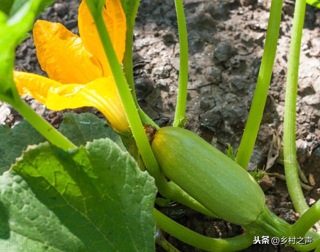 西葫芦日光温室冬春栽培技术，种植户不必苦恼，找对方法轻松解决