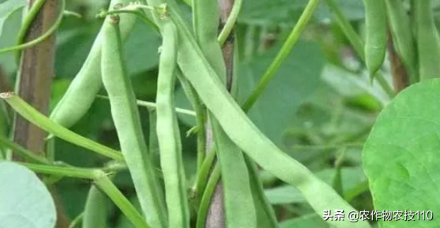 四季豆怎么种植产量高，效益好呢？（内附种植技术要点）