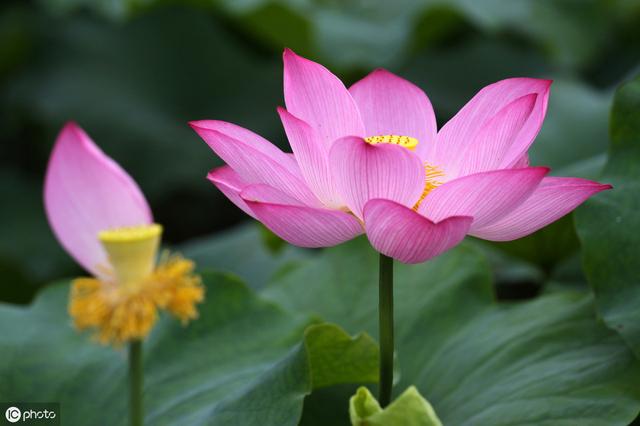 春暖花开是农村使用水缸种植莲藕的季节，缸里种藕也有好收获