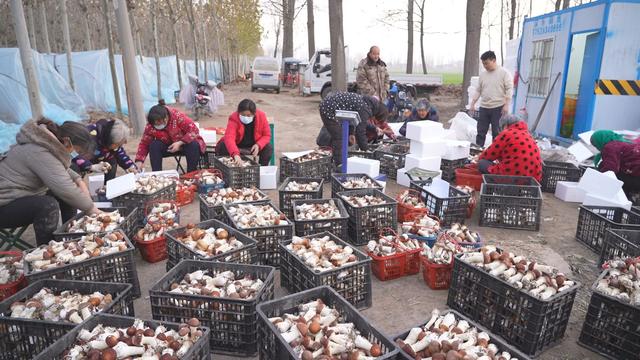 【产业兴旺】扶沟：赤松茸种植助农增收 林下经济带来好“钱”景