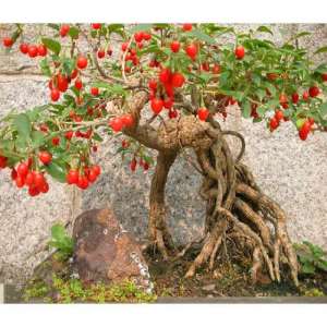 种植枸杞子树(枸杞盆景养护，做好这三点，植株旺盛，“红宝石”挂满枝)