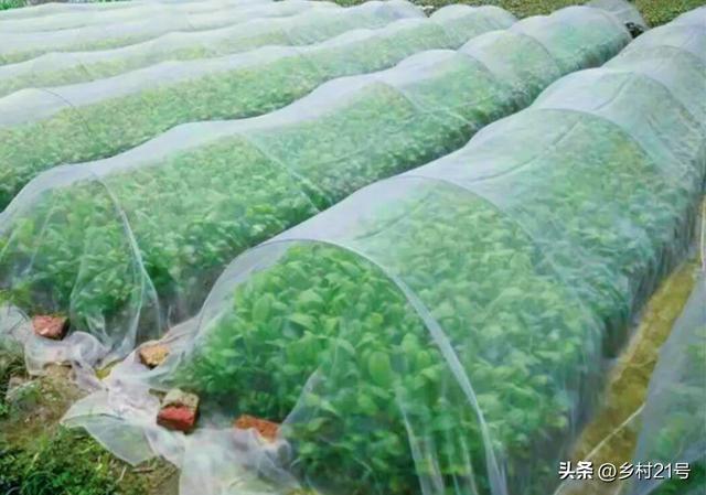 种植白萝卜你还乱撒吗？赶紧瞧瞧这个方法，管理方便操作简单