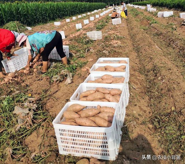 农民种地瓜怎样才能实现高产优收？分享5个种植管理技巧