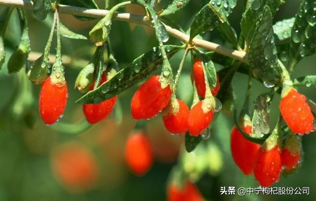 枸杞可以在北方种植吗？夏季枸杞的田间管理要点