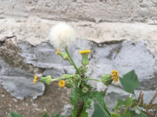 花叶滇苦菜，也叫续断菊，农村田野常见，有啥用处？